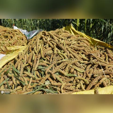 赤峰谷子价格走势分析