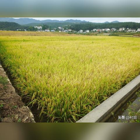 官方观点：2025年正版资料免费——粮食保护 vs 进口依赖