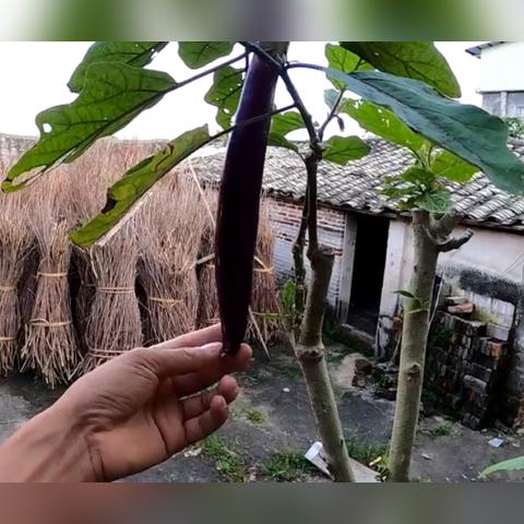 最新茄子嫁接技术解析视频