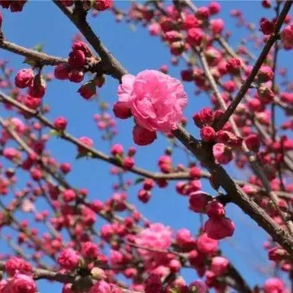 俏木兰广场舞，舞动健康与活力风采