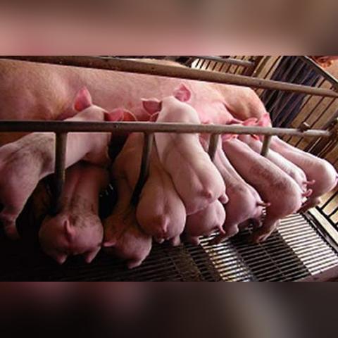 最新母猪保健方案介绍