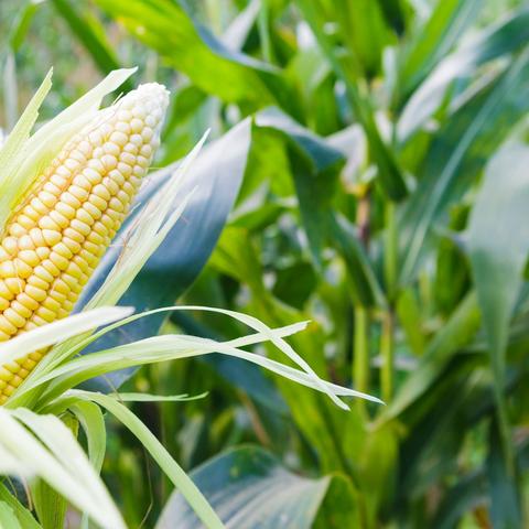 寿光金玉米最新行情与市场解析