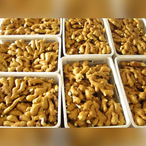 宏大大姜最新市场行情分析
