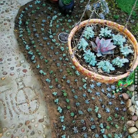 仙悦花园最新动态更新
