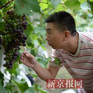 北京大兴采育镇最新动态速递